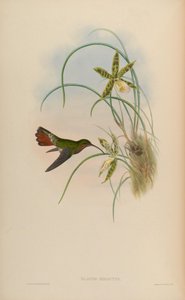 Glaucis Hirsutus by John Gould